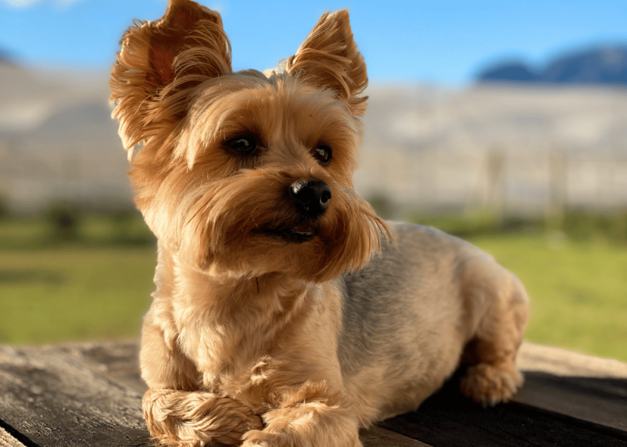 5 of the best dog breeds for people with allergies and anxiety